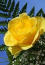 Yellow rose bouquet Royalty Free Stock Photo
