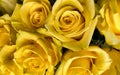 Yellow Rose Bouquet background image for web or print use