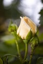 Yellow rose  bud. close-up. there are raindrops. Royalty Free Stock Photo