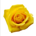 Yellow rose bud close up top view photo isolated on white background. Single flower clip-art object. Holiday floral Royalty Free Stock Photo