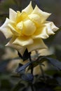 Yellow rose bud closeup