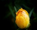 yellow rose bud in dark background with water droplets on the petals Royalty Free Stock Photo