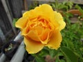 Yellow Rose Bud in Full Bloom Royalty Free Stock Photo