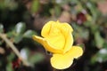 A beautiful yellow hybrid tea rose bud Royalty Free Stock Photo