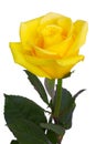 Yellow rose bud photo isolated on white background. Close up. Single flower clip-art object. Holiday floral greeting Royalty Free Stock Photo