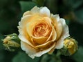 Yellow rose bud with raindrops Royalty Free Stock Photo