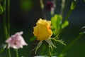 yellow rose bud with raindrops Royalty Free Stock Photo