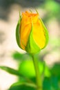 Yellow rose bud. rose bud in the garden
