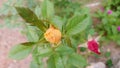 A yellow rose bud is about to bloom in the morning Royalty Free Stock Photo