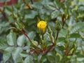 Yellow rose budding Royalty Free Stock Photo