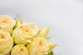 Yellow rose buds and petals on a white background selective Royalty Free Stock Photo