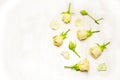 Yellow rose buds and petals on a wooden white background with space Royalty Free Stock Photo