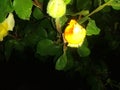Yellow rose buds two Royalty Free Stock Photo