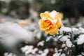 Yellow rose bush covered with snow at a winter park. Green bush of beautiful yellow roses flowers under the layer of white snow. Royalty Free Stock Photo