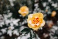 Yellow rose bush covered with snow at a winter park. Green bush of beautiful yellow roses flowers under the layer of white snow. Royalty Free Stock Photo