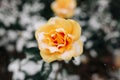 Yellow rose bush covered with snow at a winter park. Green bush of beautiful yellow roses flowers under the layer of white snow. Royalty Free Stock Photo