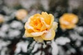 Yellow rose bush covered with snow at a winter park. Green bush of beautiful yellow roses flowers under the layer of white snow. Royalty Free Stock Photo