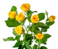 Yellow rose bush flowers isolated