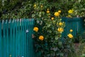 Yellow rose bush near wooden fence in garden Royalty Free Stock Photo