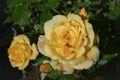 Yellow rose on a bush with unopened buds with morning dew in the garden Royalty Free Stock Photo