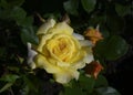 Yellow rose on a bush with unopened buds with morning dew Royalty Free Stock Photo