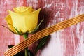 Yellow rose and catalan flag