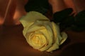 Yellow rose in a chiaroscuro background