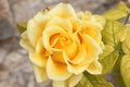 Yellow rose close-up