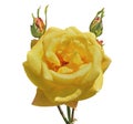 Yellow rose 7