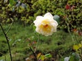 Yellow Rose close-up in Rose Garden in Munnar, Kerala, India Royalty Free Stock Photo