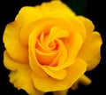 Yellow Rose close up with black background Royalty Free Stock Photo