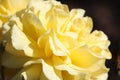 Yellow Hybrid Tea Rose Royalty Free Stock Photo