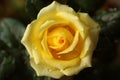 Yellow rose