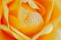 Yellow Rose Closeup Royalty Free Stock Photo