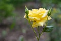 Yellow rose closeup with buds Royalty Free Stock Photo