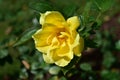 Yellow rose closeup and details. Petals, stem and stamen. Bush with green leaves. Sunny day, sunlight. Royalty Free Stock Photo