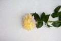 Yellow rose closeup isolated on white background