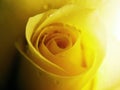 yellow rose closeup Royalty Free Stock Photo