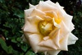 Yellow rose closeup