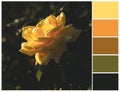 Yellow rose color palette. Harmonious colour swatch.