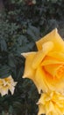Yellow rose covered in fog droplets with green leaves in blur background Royalty Free Stock Photo