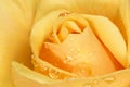 Yellow rose covered with rain drops Royalty Free Stock Photo