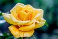 Yellow rose on a dark background with dew drops in the morning_ Royalty Free Stock Photo