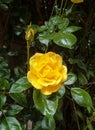 Yellow rose with dark green leaf background Royalty Free Stock Photo