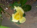 A yellow rose with dew in the garden. Royalty Free Stock Photo