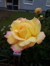 Yellow rose with dew and rain drops in grey rainy day