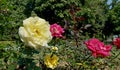 Yellow rose with dewdrops