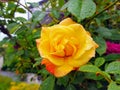 Yellow Rose with drops of rain