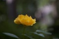 Yellow Rose Royalty Free Stock Photo