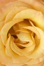 Yellow rose flower Royalty Free Stock Photo